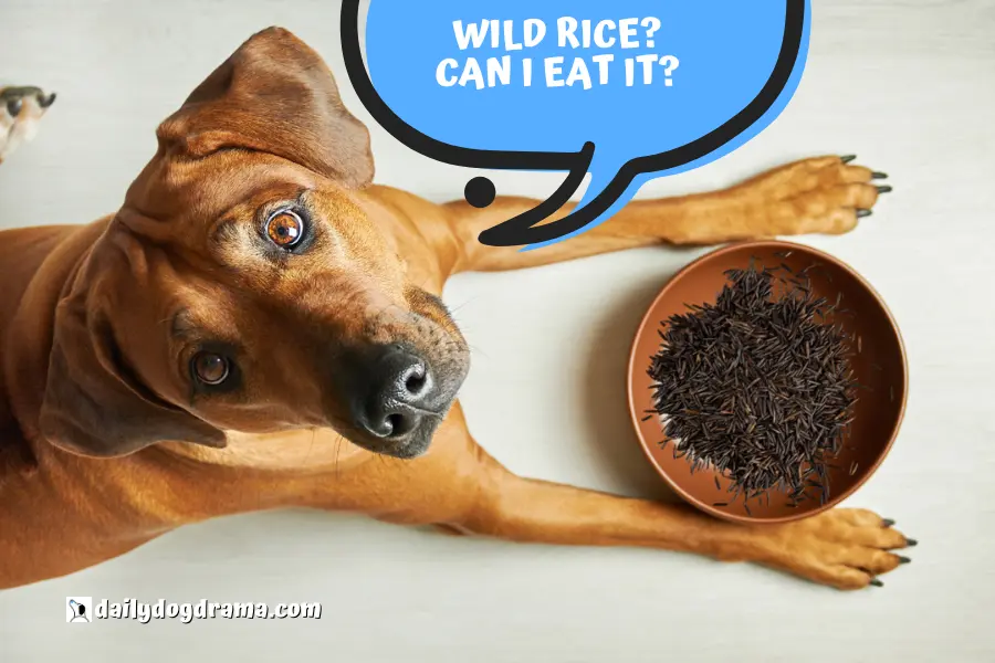 Can You Feed Your Dog Wild Rice