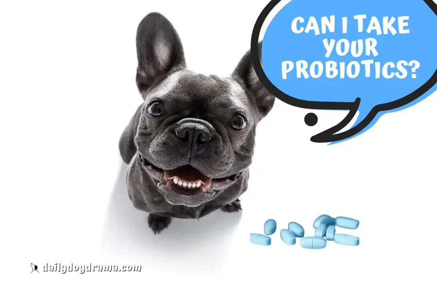 Can You Give a Dog Human Probiotics