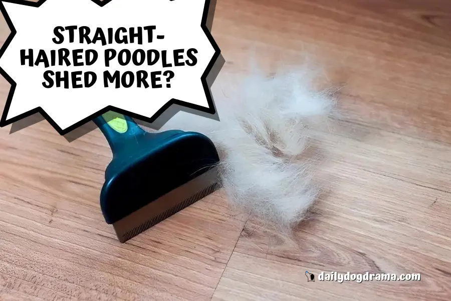 Do Straight-Haired Poodles Shed More
