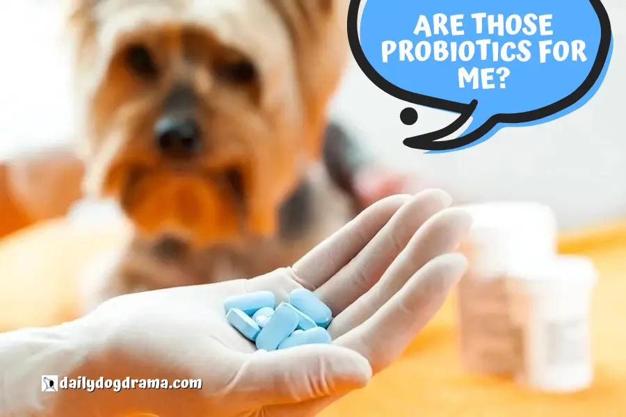 How Much Probiotics Does Your Dog Need