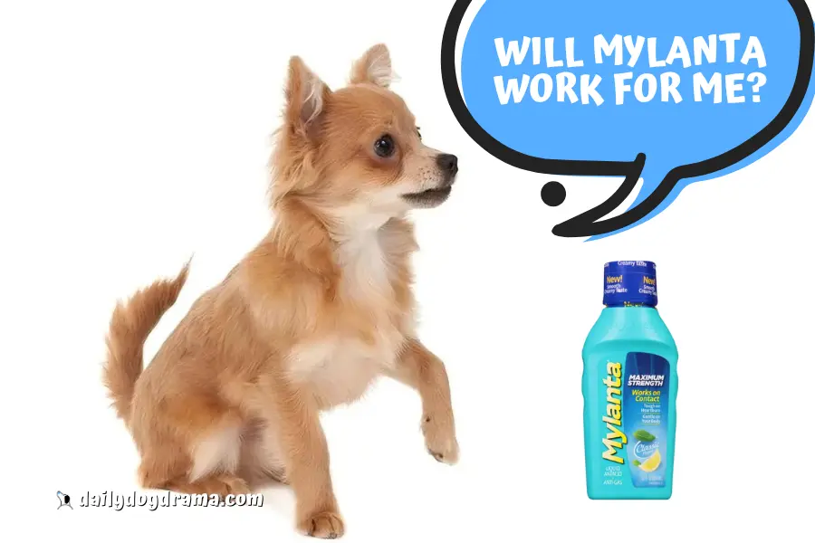 Is Mylanta a Safe Antacid for My Dog