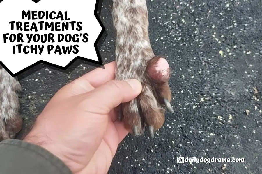 Medical Treatments for Your Dog's Itchy Paws
