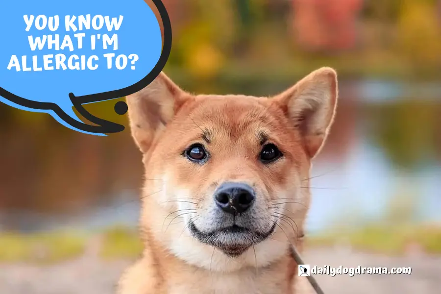 Most Common Types of Shiba Inu Allergies