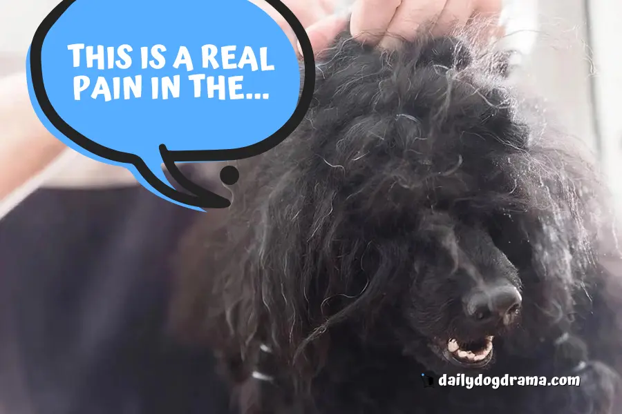 what causes matted hair in dogs