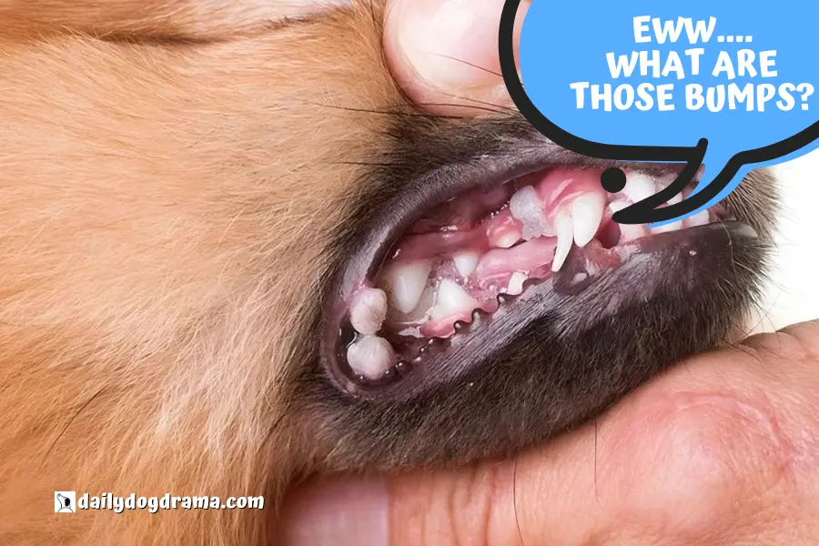 What is the Reason for a Bump on Your Dog's Lips