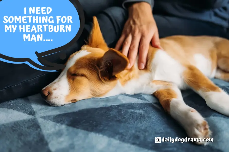 What to Give a Dog With Acid Reflux besides mylanta