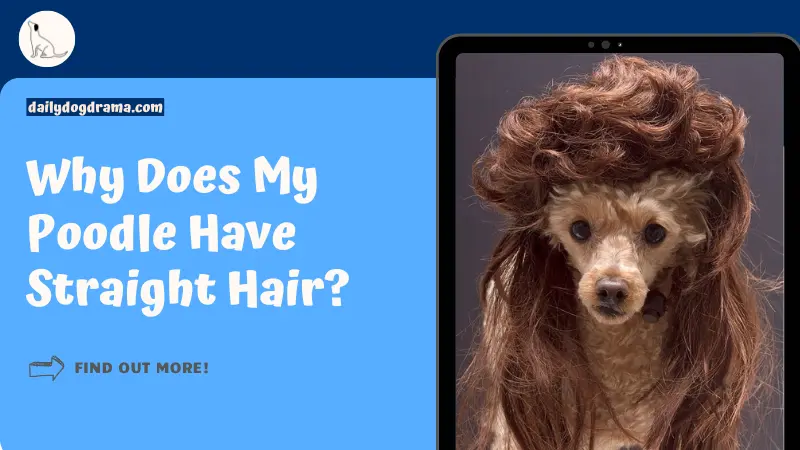 Why Does My Poodle Have Straight Hair featured image