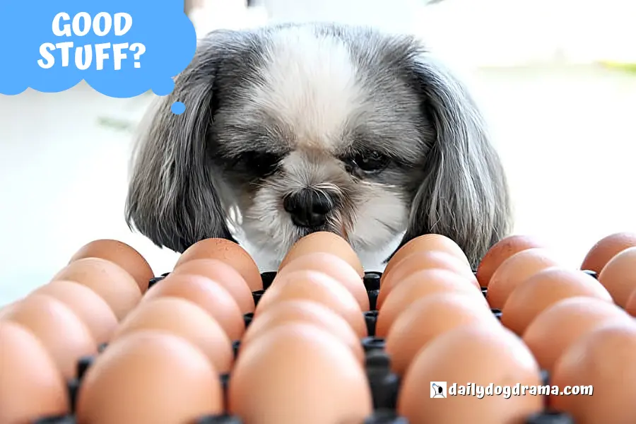 are eggs beneficial for nursing dogs