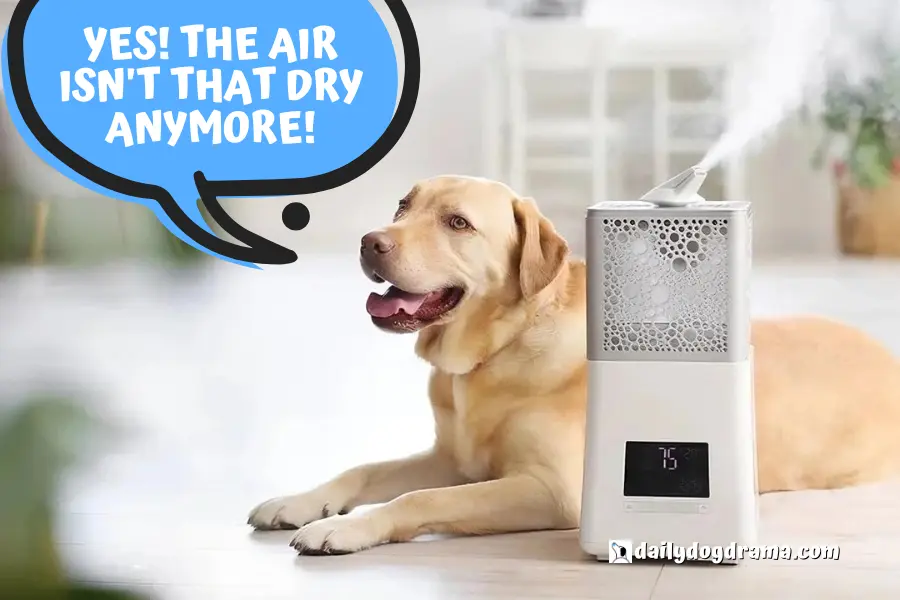 why Do Dogs Need a Pet Humidifier