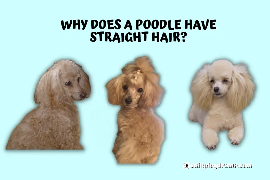why does a poodle have straight hair