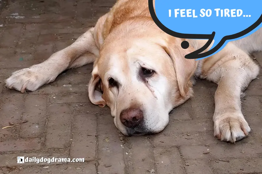 4 Reasons Why Your Dog is Suddenly Lethargic and Jumpy