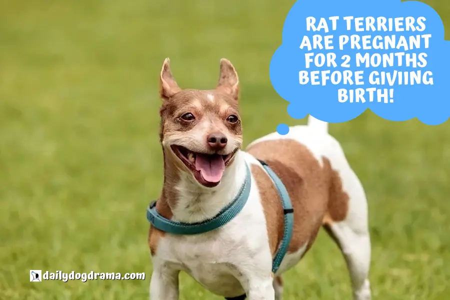 How Long is a Rat Terrier Pregnant for