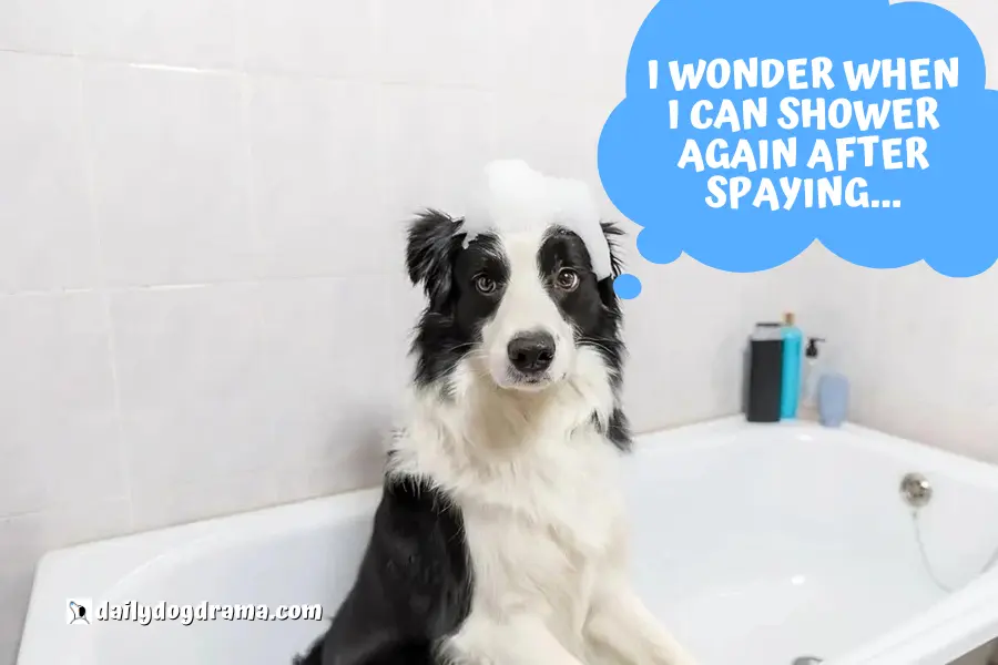 When Can I Bathe My Dog After Spaying or Neutering