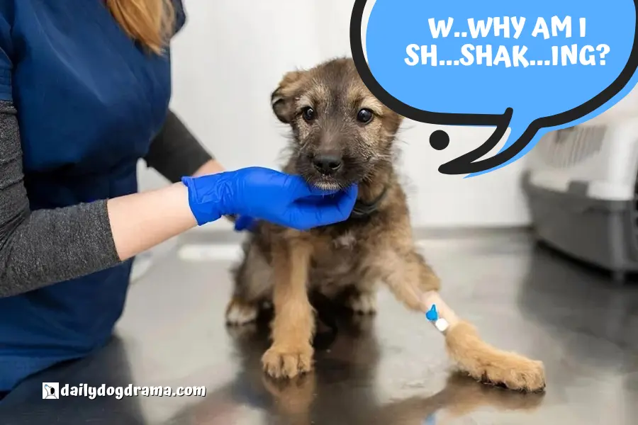 Why Is My Dog Shaking After Vaccine