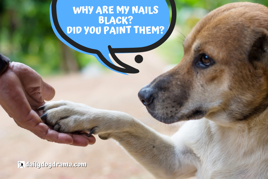 Why is Your Dogs Nail Turning Black
