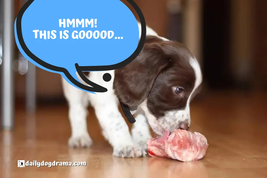 Why Feed Your Puppy Raw Food